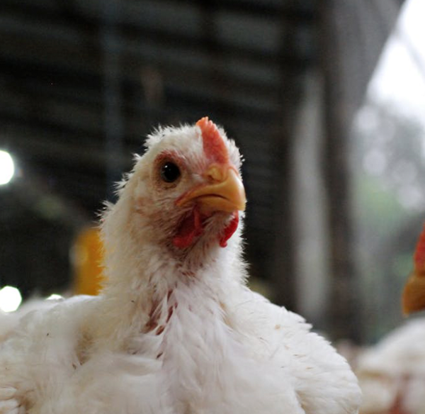 pollo1
